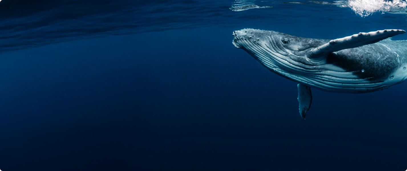 Ocean loyalty program – earn rewards and discounts on boat rental and yacht charter bookings